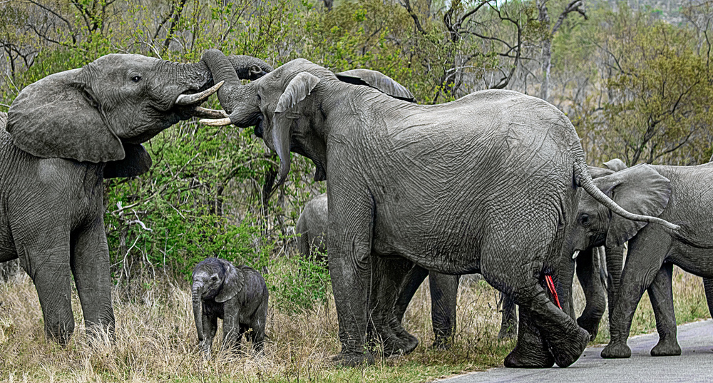 Kruger National Park: Nature Photographers' Paradise