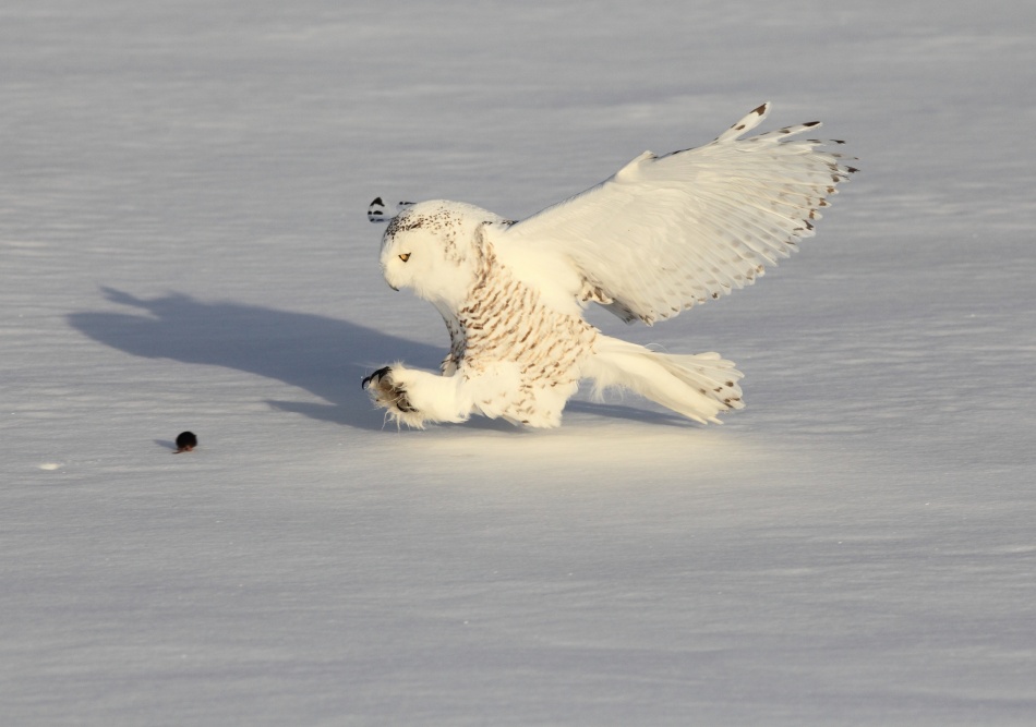 Snowy Owl and Prey