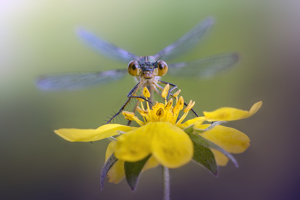 Stunning Dragonfly & Damselfly pictures by 1x Photographers