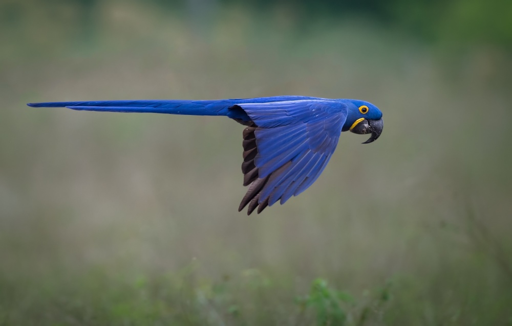 Photographing Birds in Flight