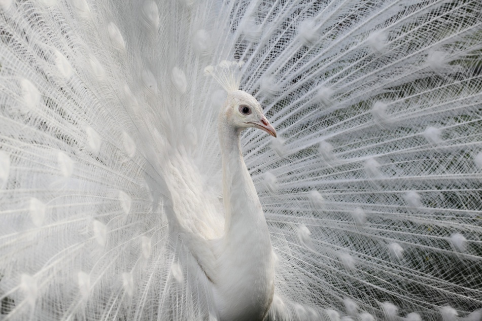 Contests are running again!  Current theme: "Feathers"