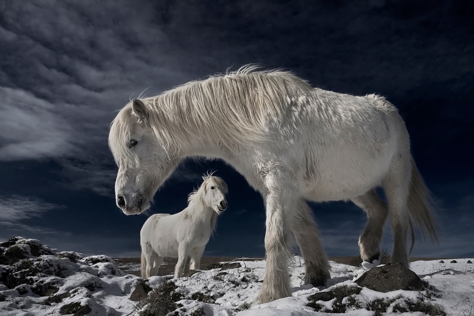 The beauty of horses captured by 1X Photographers