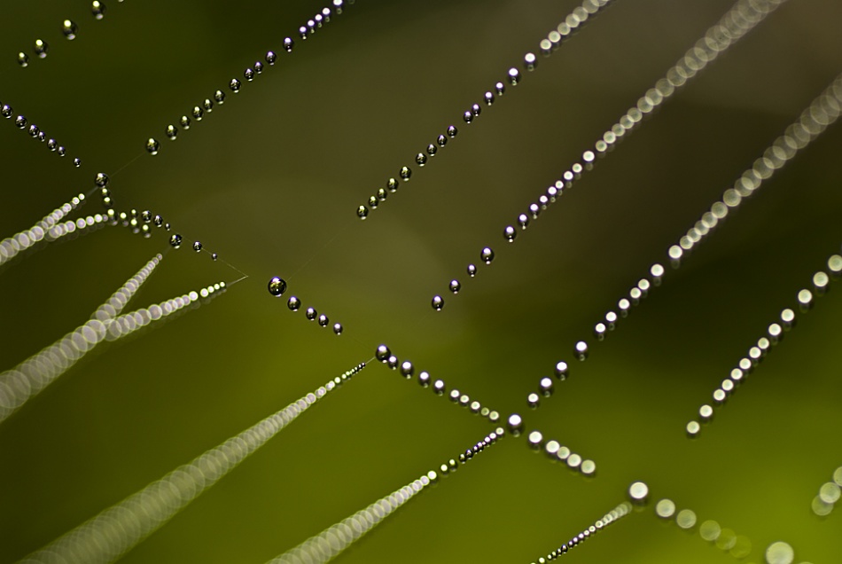 Amazing spiderweb with dewdrops like necklaces