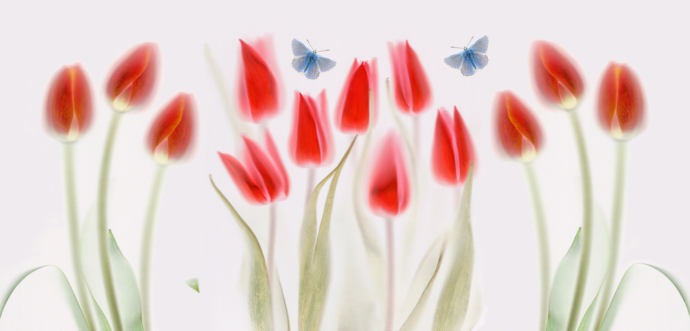 Amazing red tulips: inversed scan technique