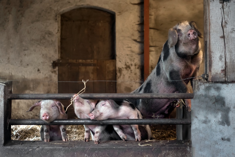 New 1x Portfolio by Gert van den Bosch: Livestock in the spotlights