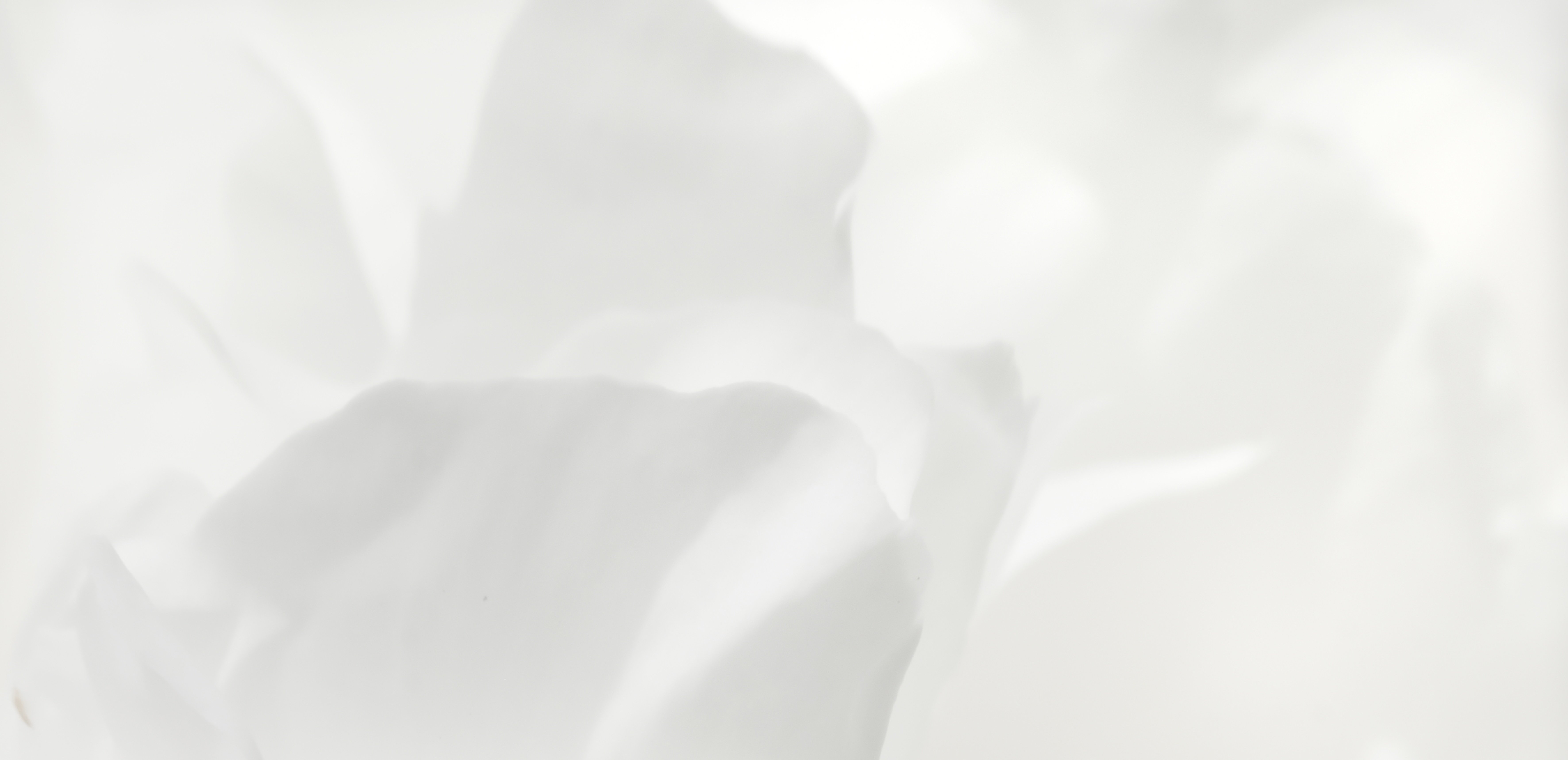 Pantone Color of the Year 2026: Cloud Dancer