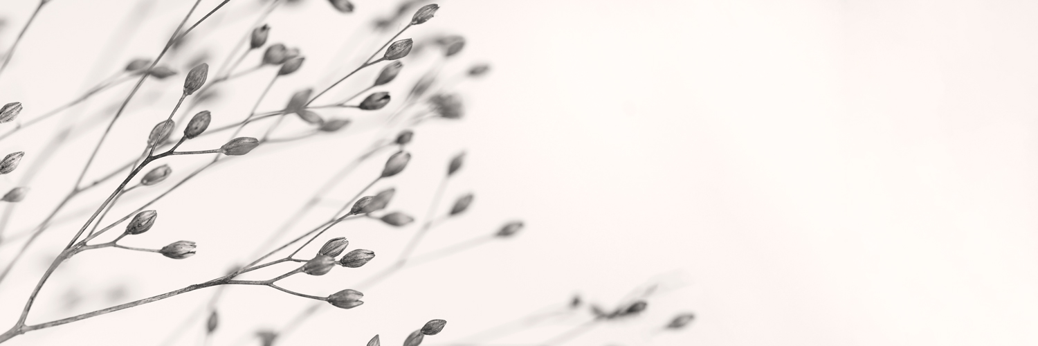 Dried Flowers & Plants