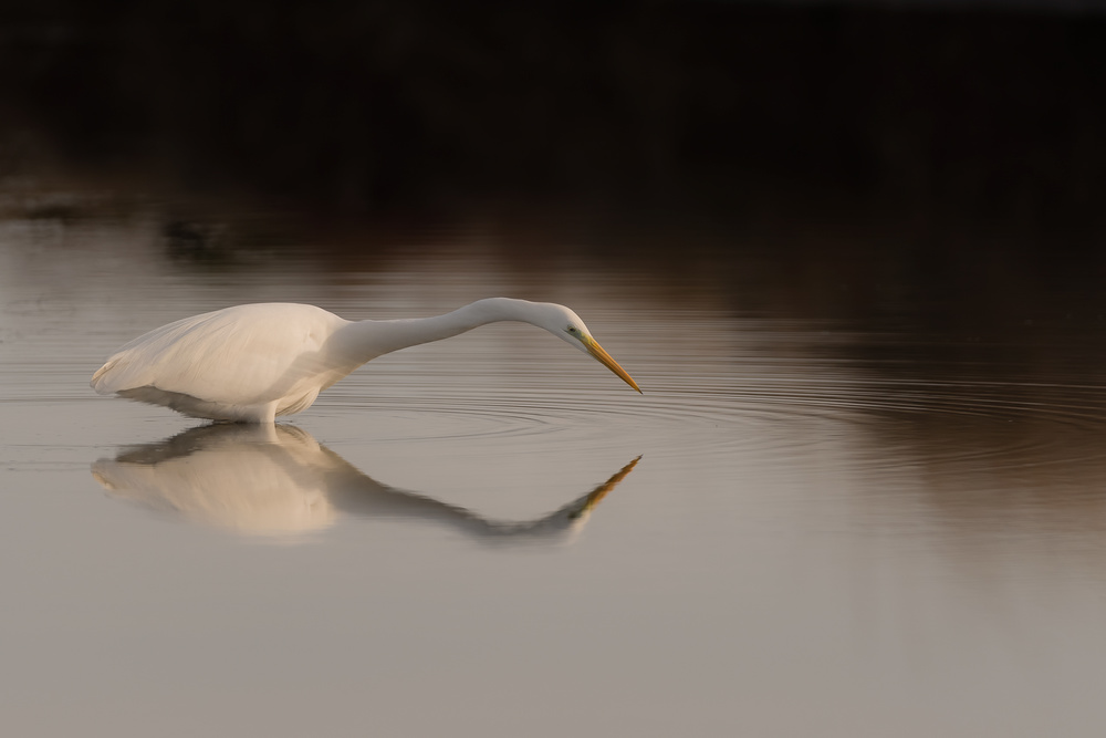 White Egret Reflection by Joaquin Forner Rodriguez — canvas wall art