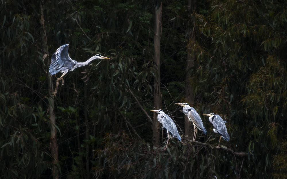 Herons in Dark Forest by Rodrigo Núñez Buj — canvas wall art