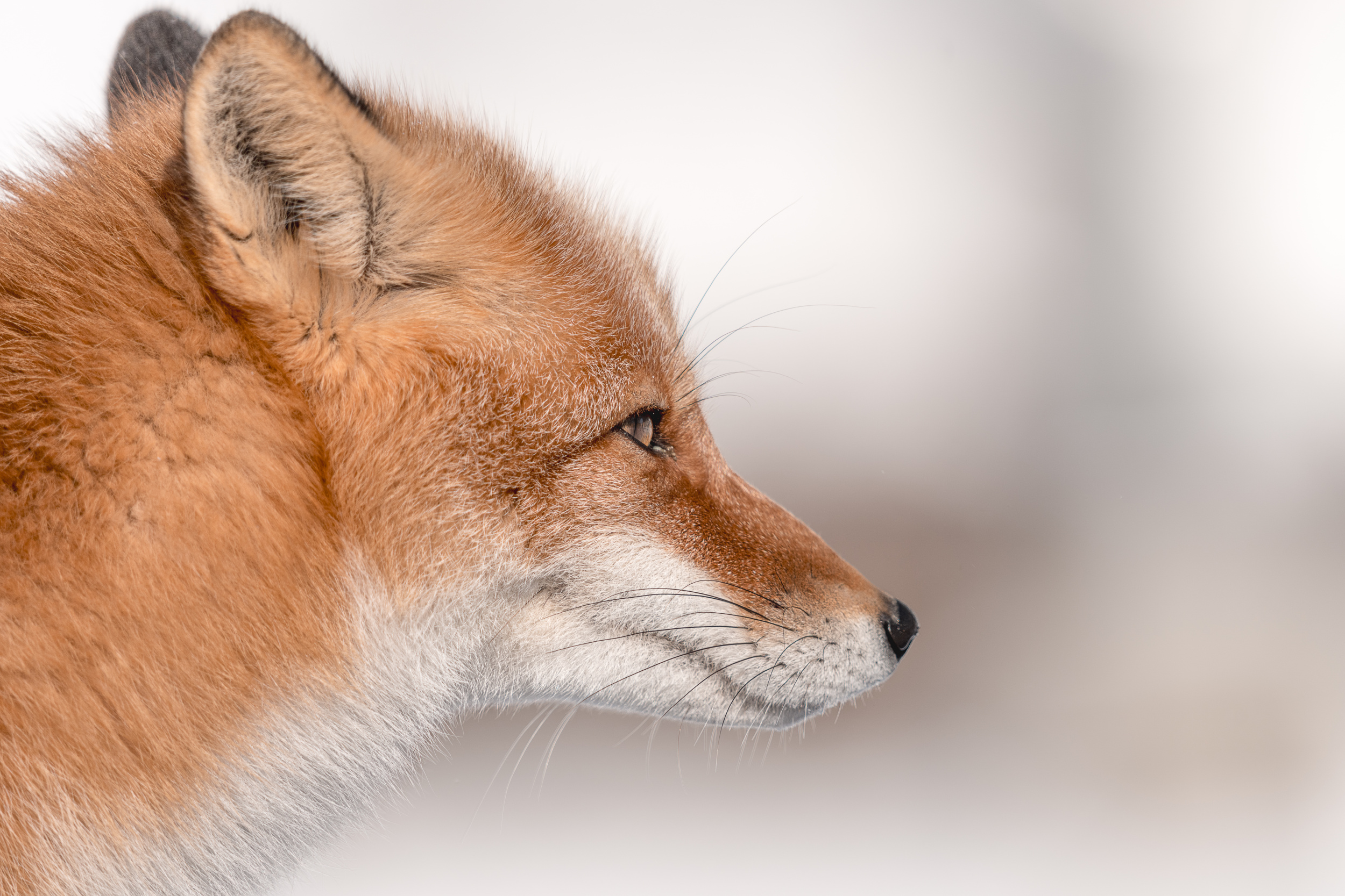 Profile of a Survivor