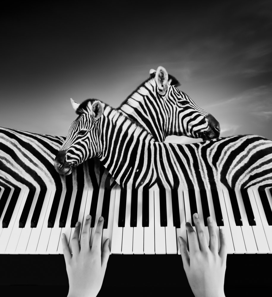Zebra Piano Music by Biao  Huang — canvas wall art