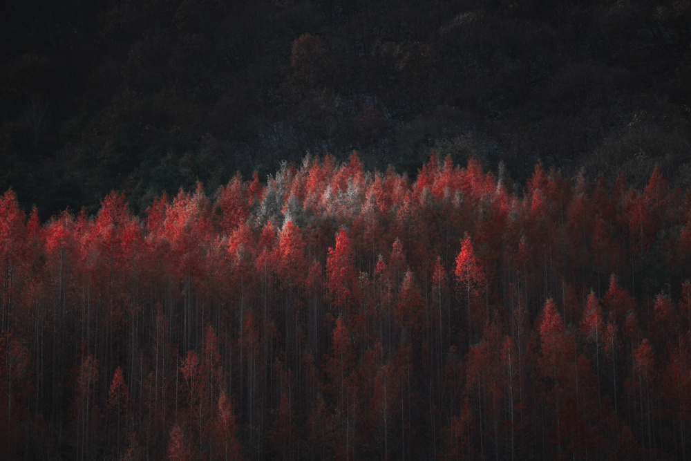 Moody Red Forest by Xiaopeng Guan — canvas wall art