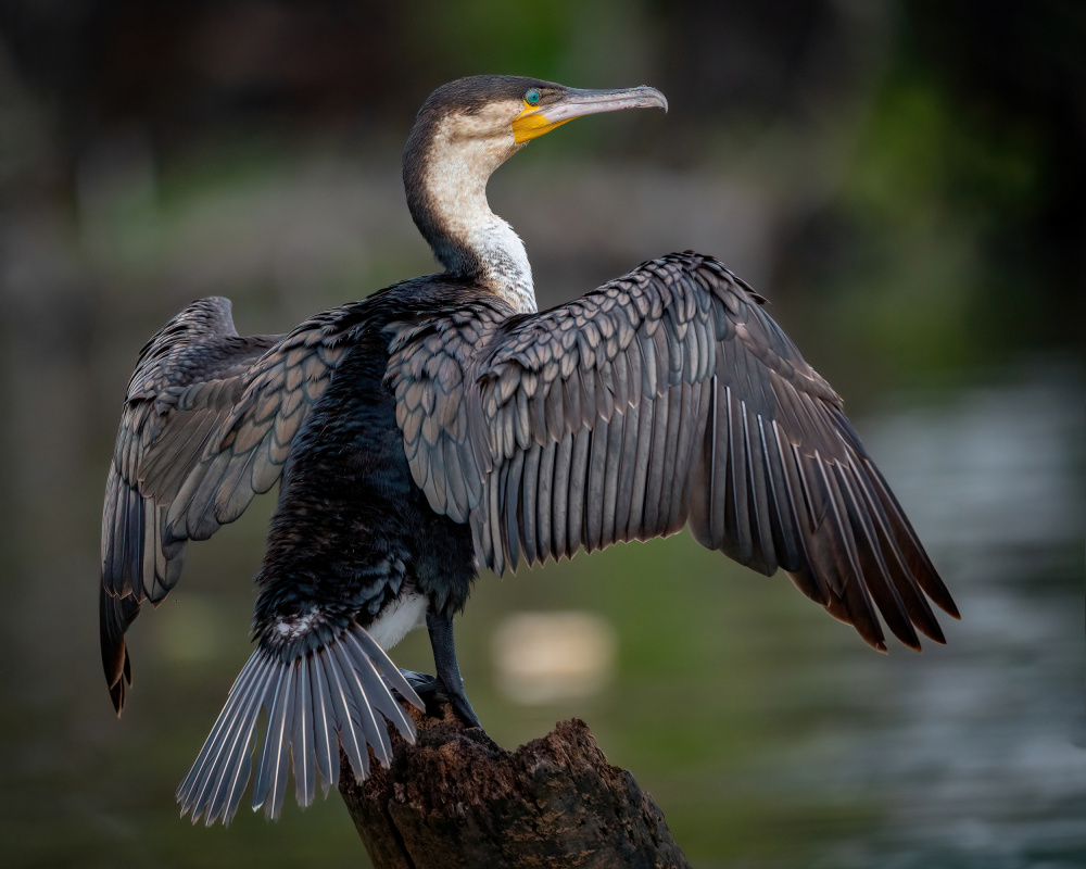 Cormorant Spreading Wings by Amro — canvas wall art