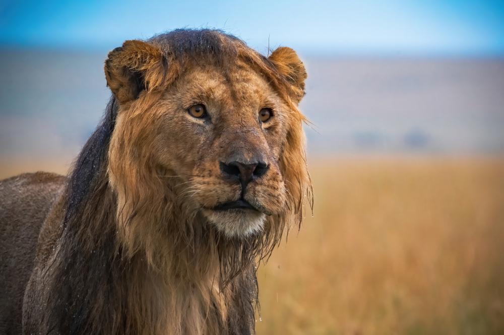 Savannah King by Amro — canvas wall art