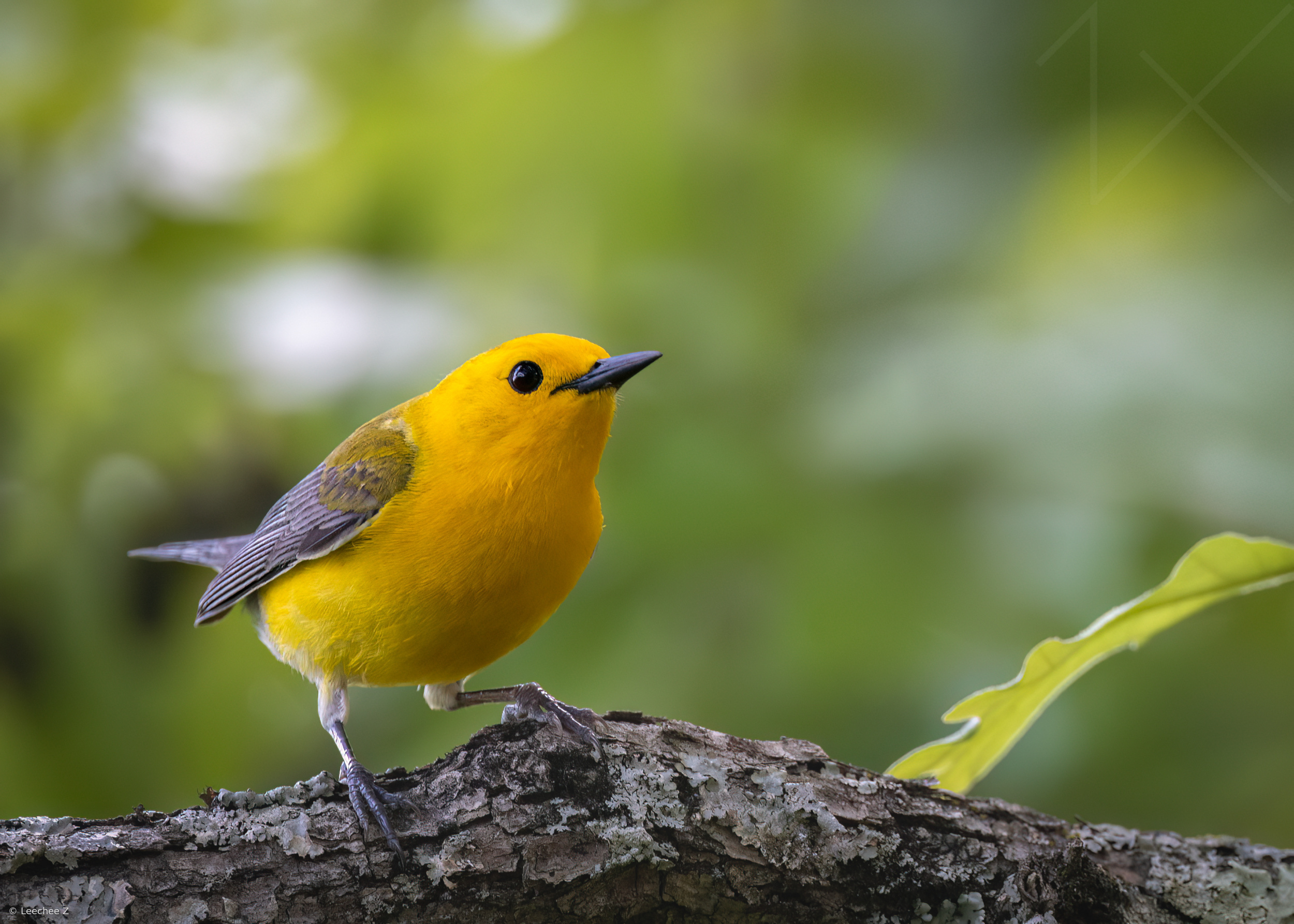Forest Gold / Prothonotary Warbler