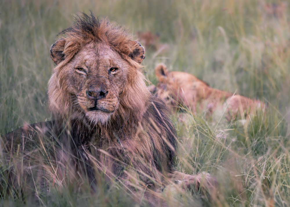 Regal Lion Resting by Amro — canvas wall art