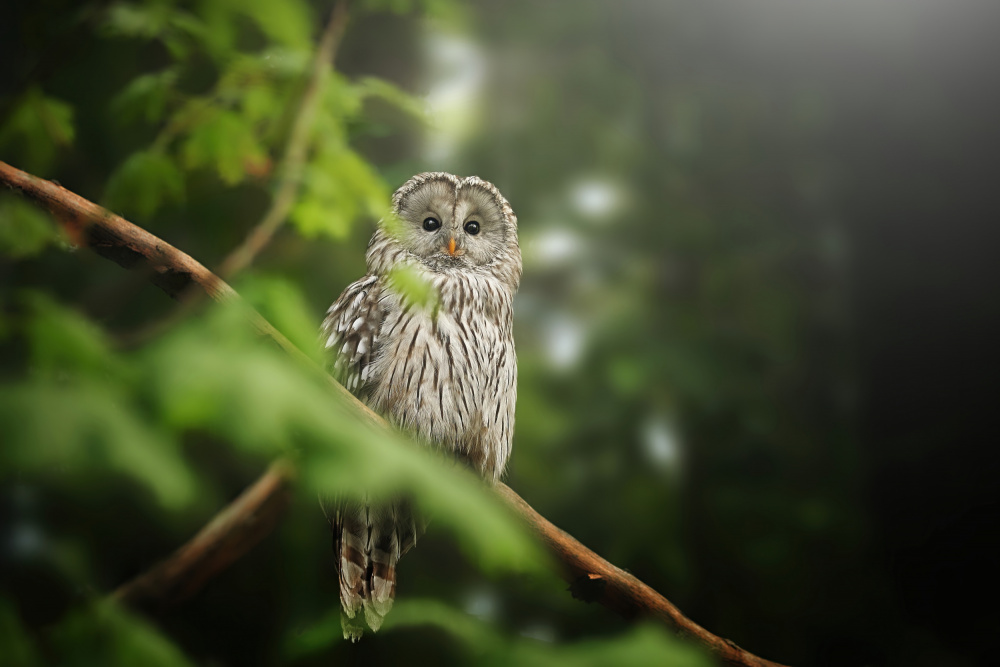 Serene Forest Owl by Jiří Švestka — canvas wall art