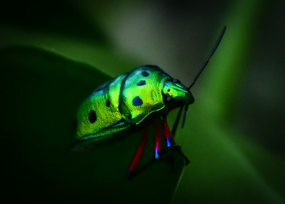 Jewel Bug by Atsushi Kogirima