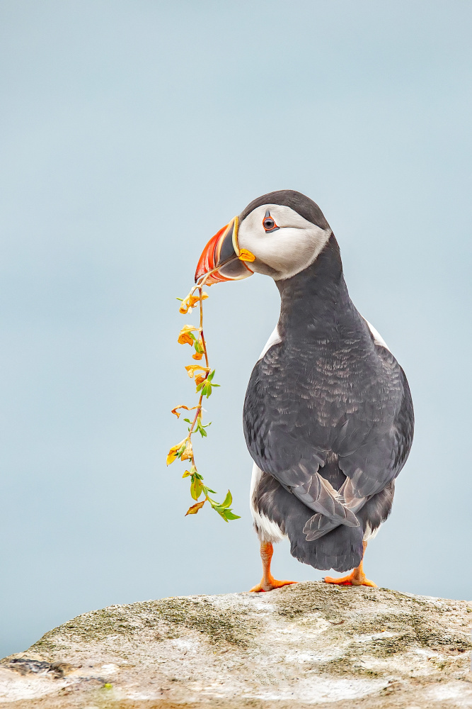 Puffin with Yellow Flowers by Kieran O Mahony AIPF — canvas wall art