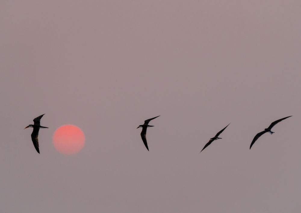 Serene Birds Sunset by Etienne Steenkamp — canvas wall art