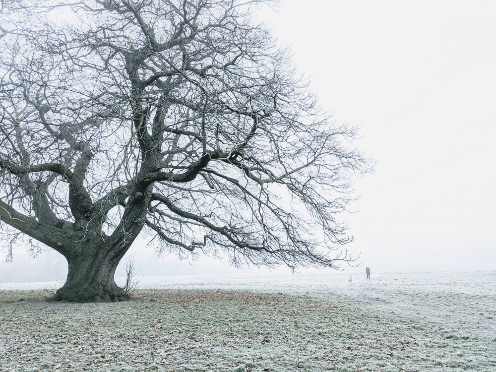 Frosty Winter Morning by Elizabeth Allen — canvas wall art