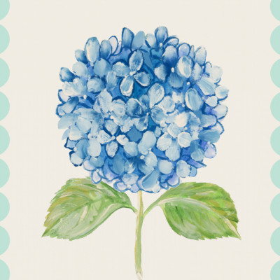 Blue Hydrangea Illustration