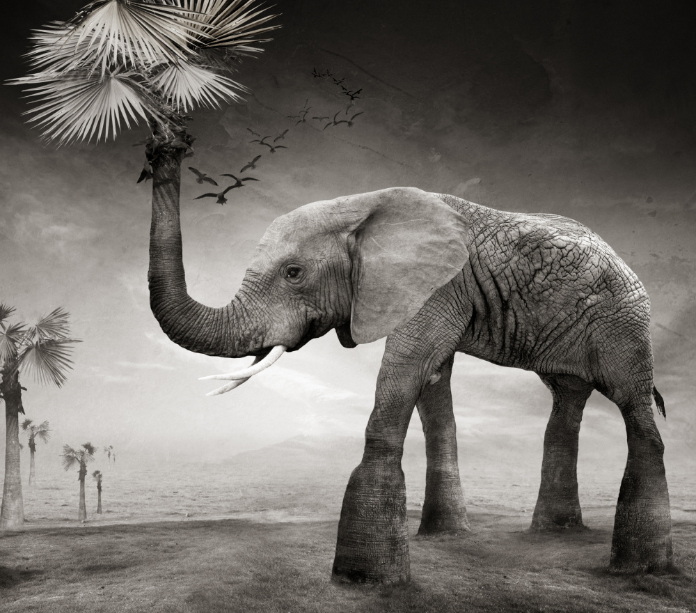 Surreal Elephant Dream by Biao Huang — canvas wall art