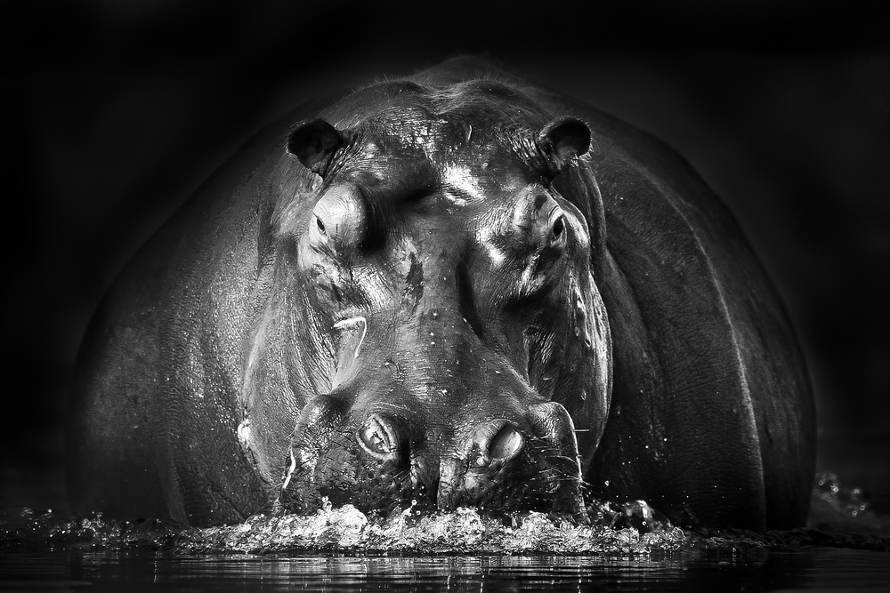 Powerful Hippo Emerge by Gorazd Golob — canvas wall art
