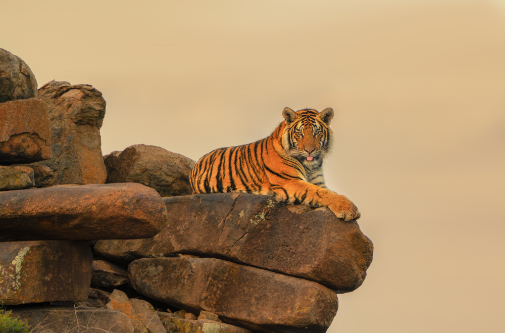 Watchful Tiger on Rocks by MIN LI — canvas wall art