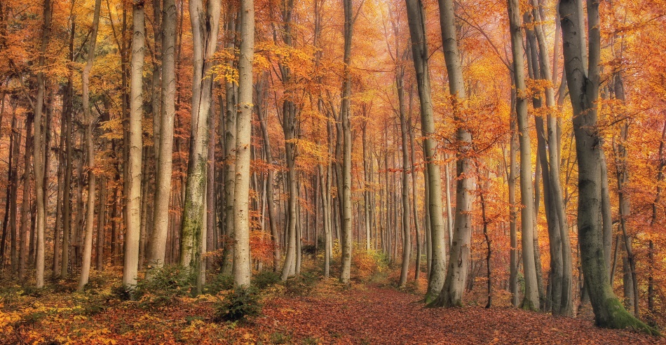 Golden Forest Path by Norbert Maier — canvas wall art