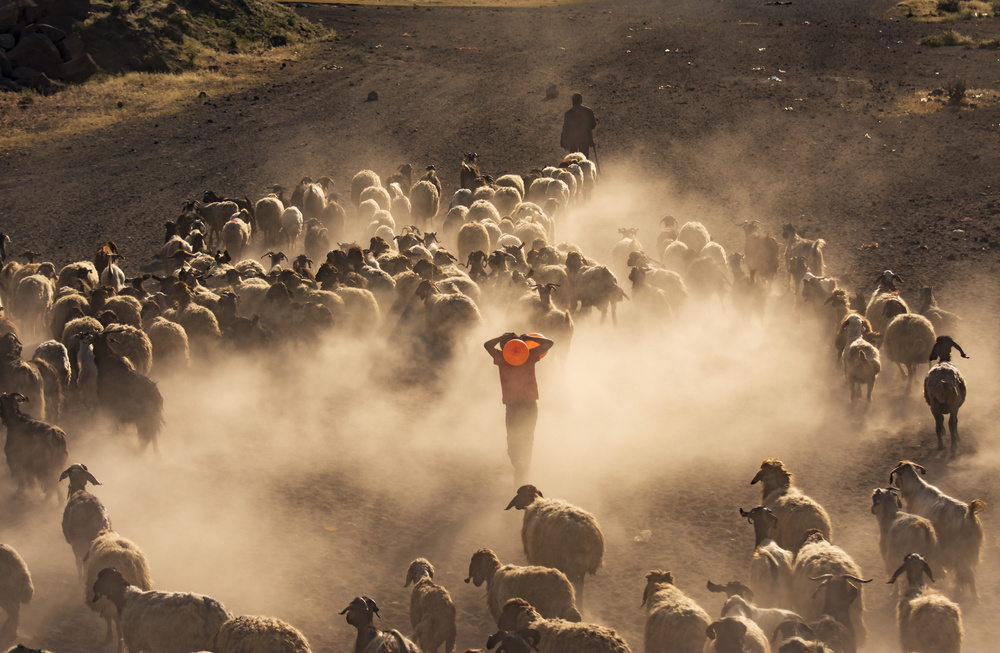 Sheep in Golden Dust by Murat Cacim — canvas wall art