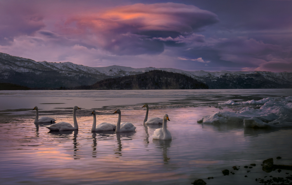 Swans Winter Twilight by joanaduenas — canvas wall art