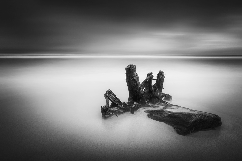 Misty Ocean Driftwood by Marian Kuric QEP — canvas wall art