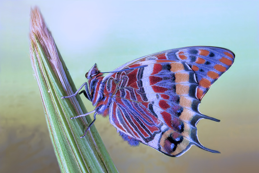 Vibrant Butterfly Macro by Jimmy Hoffman — canvas wall art
