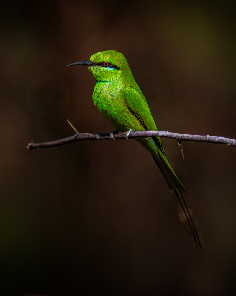 Vibrant Green Bee-eater by Amro — canvas wall art