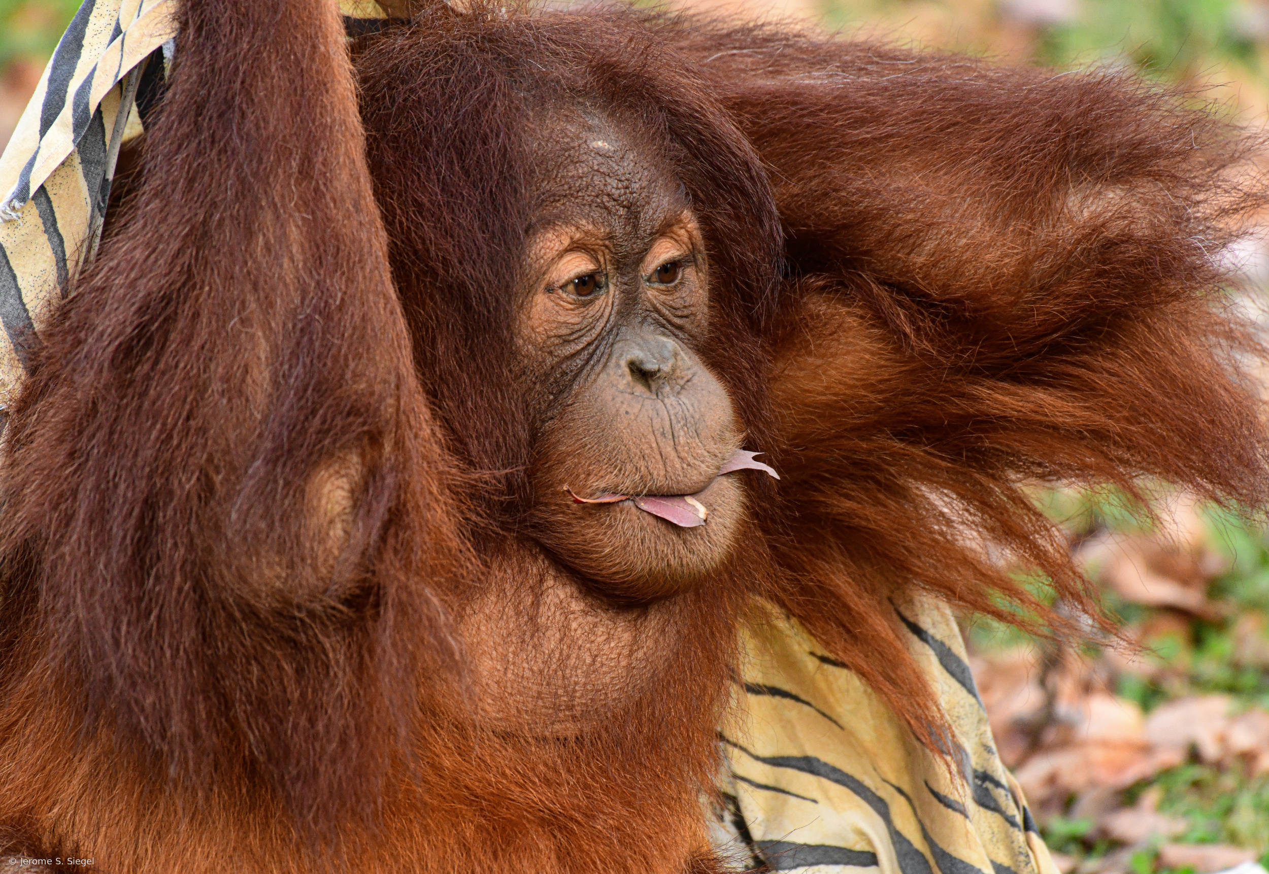 Orangutan