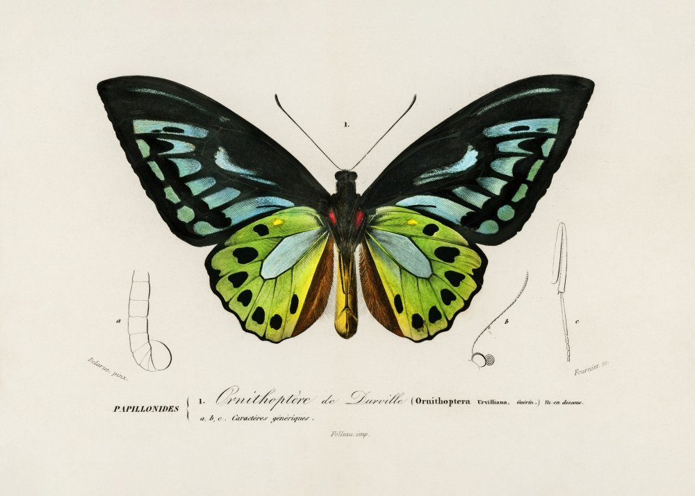 Green Birdwing Butterfly by Charles Dessalines D Orbigny — canvas wall art
