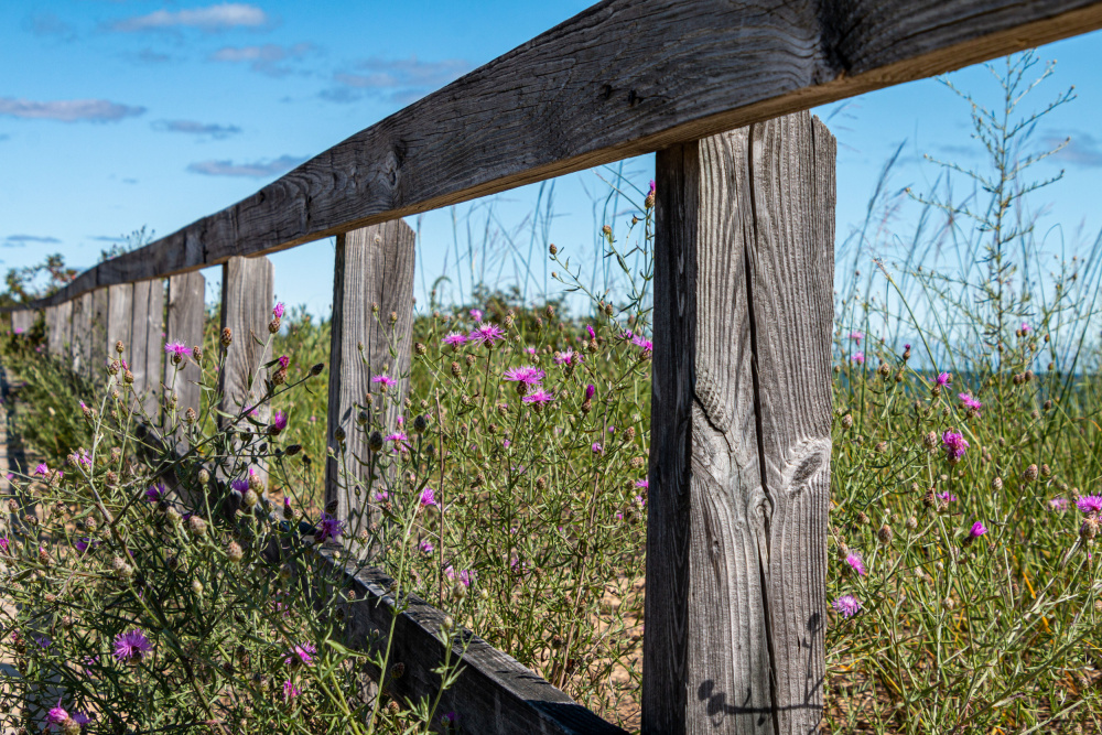 Coastal Fence and Wildflowers by GuruShots — canvas wall art