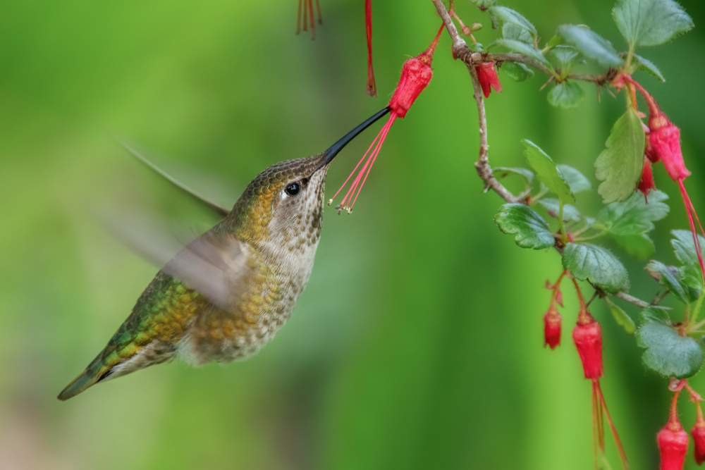 Hummingbird Nectar Bloom by Wei Liu — canvas wall art