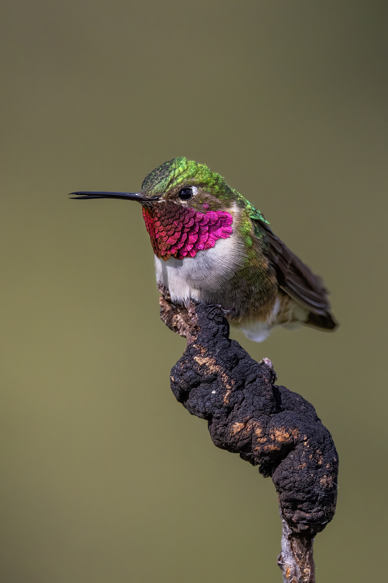iPerch