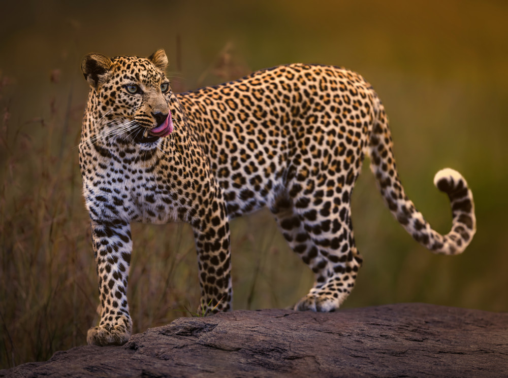 Majestic Wild Leopard by Yousef Abuaisheh — canvas wall art
