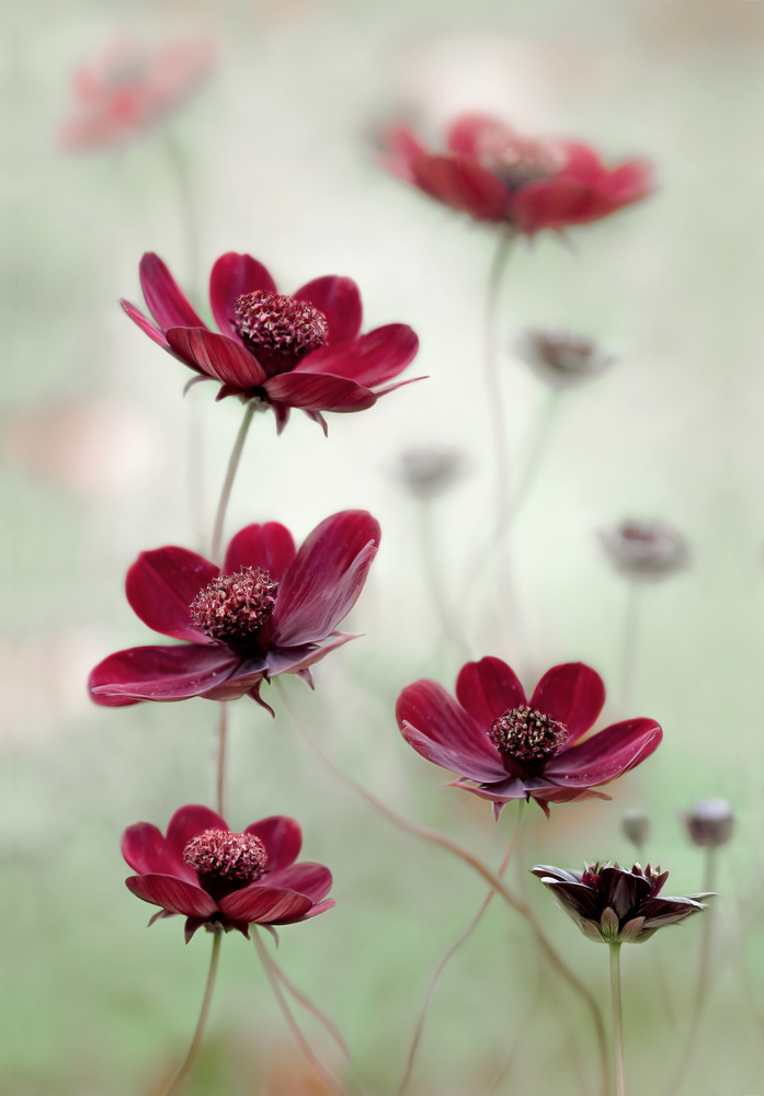 Cosmos sway by Mandy Disher — canvas wall art