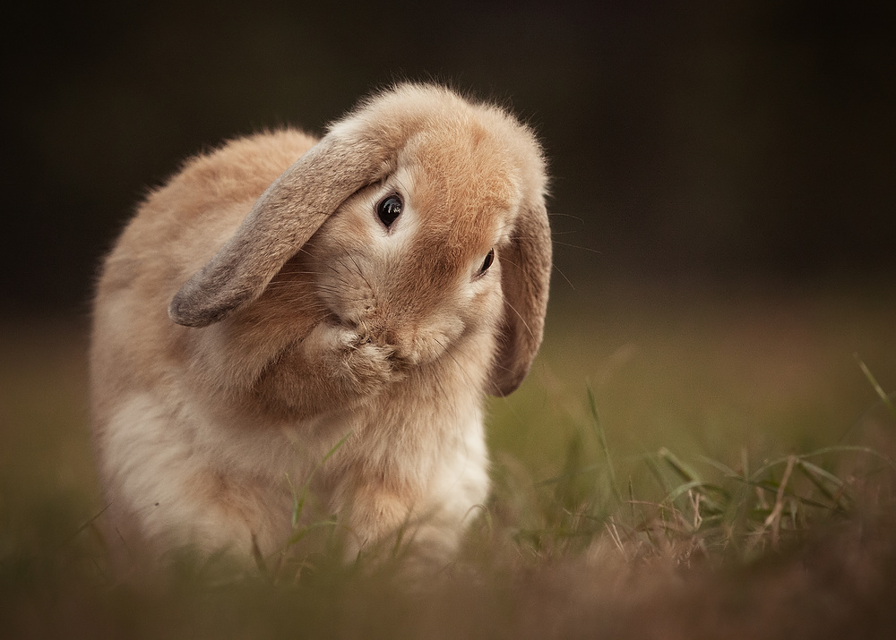 Shy Bunny by Robert Adamec — canvas wall art
