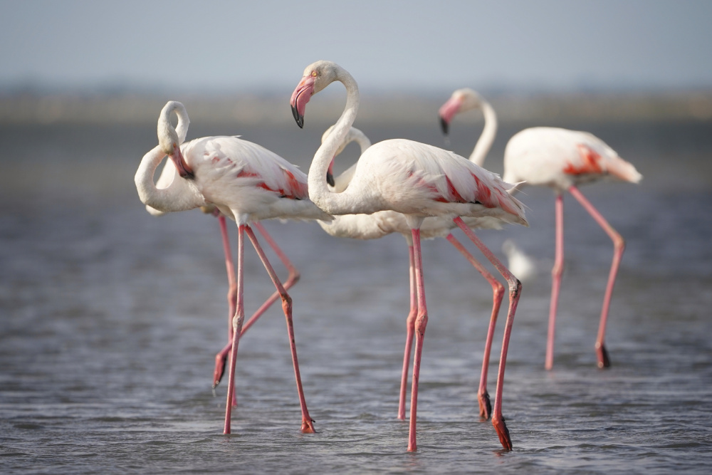 Wading Pink Flamingos by Boštjan Hribar — canvas wall art