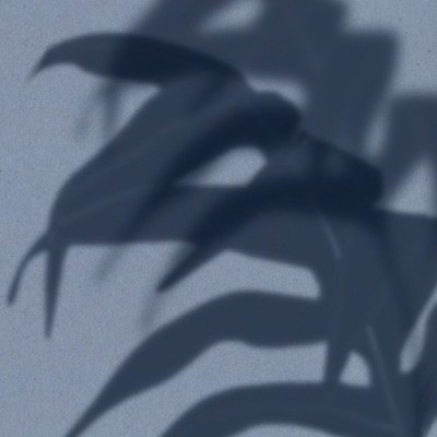 Tropical Leaf Shadows