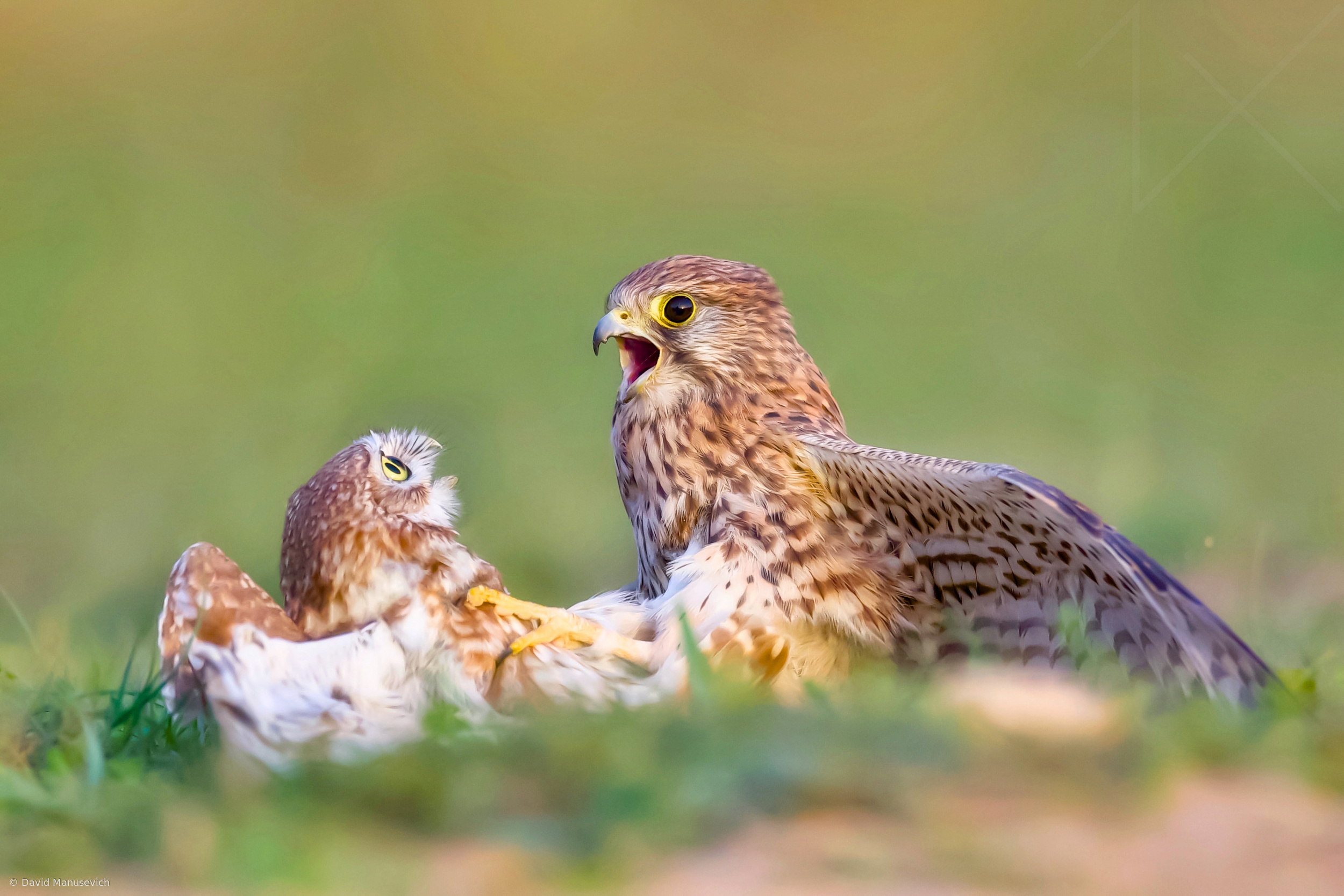 Kestrel and Little Owl Dispute