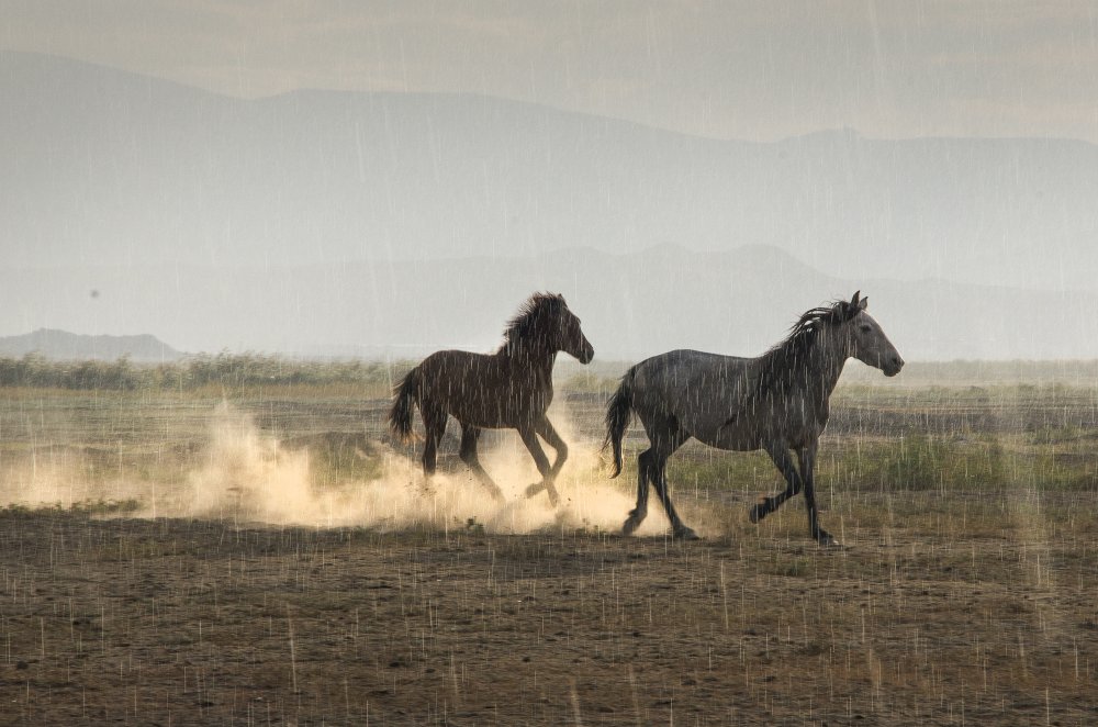 Wild Horses In Rain by Emir Bagci — canvas wall art