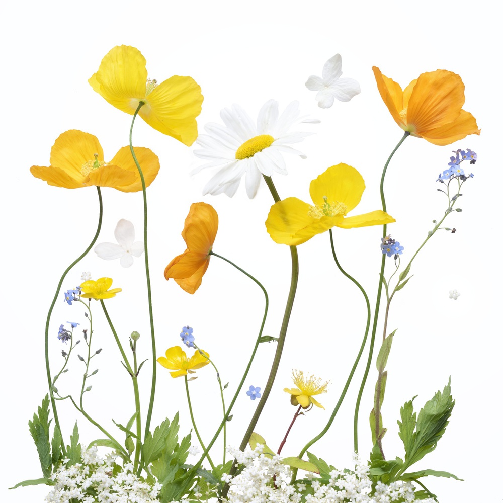 Bright Spring Wildflowers by Sharon Williams — canvas wall art
