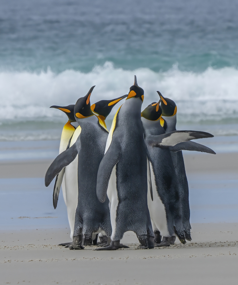 Curious King Penguins by Feng Qin — canvas wall art