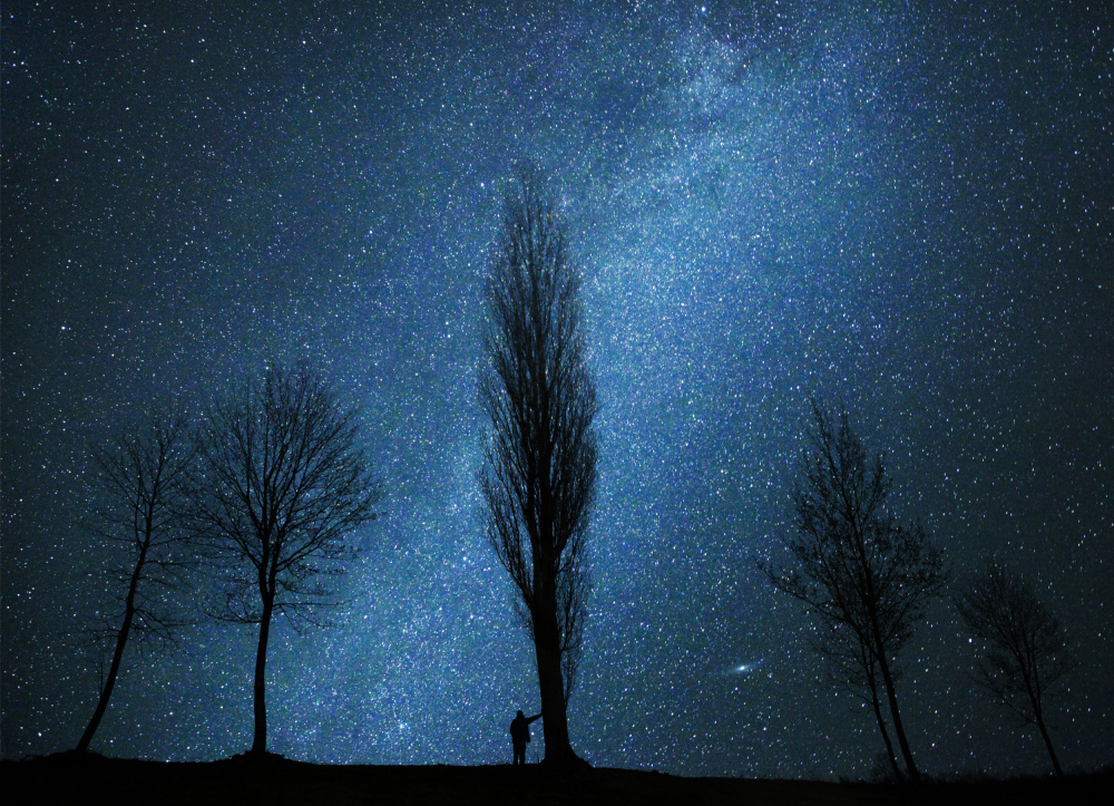 Starlit Trees Landscape by Mindaugas Žarys — canvas wall art